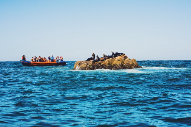 Beobachten Sie Seelöwen