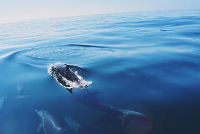 Delfine auf den Inseln