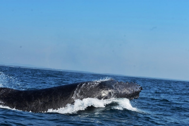  Incontro con le balene 