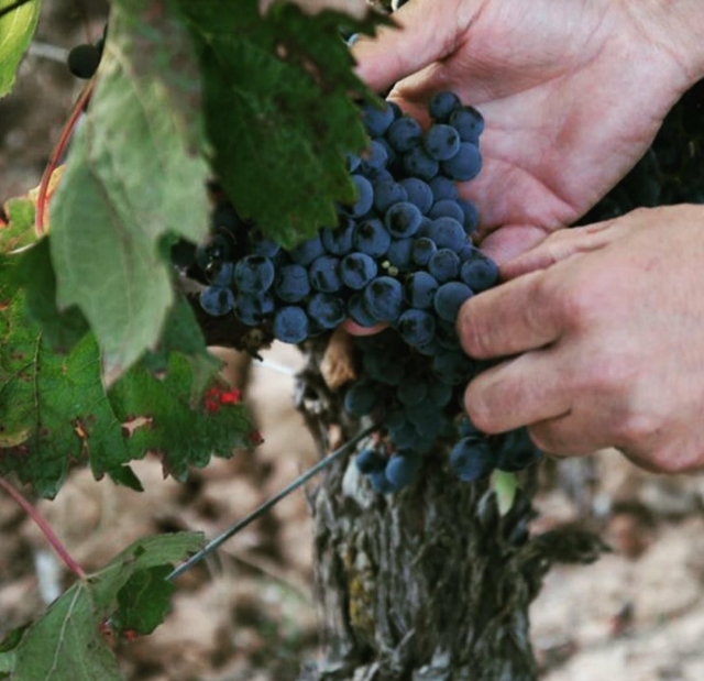 e-19785728-uvas-de-vino170845519117084552011351.jpg