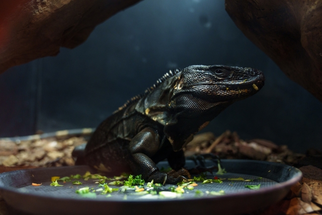  Reptile area 