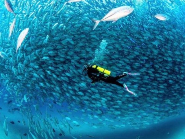  Logo Diving School 