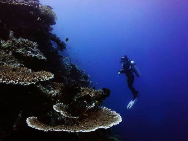  diver in coral reef 