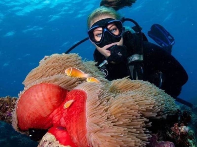  swimming between corals 