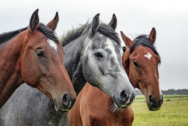 Los caballos