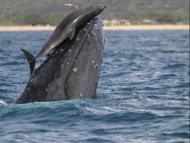  Balene e delfini 