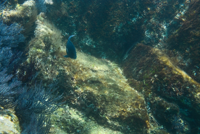 Fish and rocks 