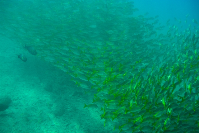  Schools of yellow fish 