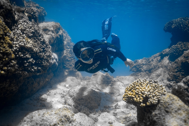 Submerged among corals