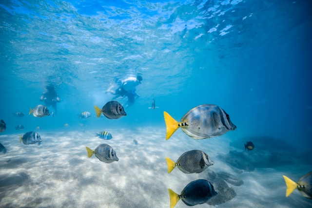  Caribbean fish 