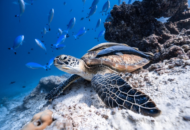  sea turtles in reef 