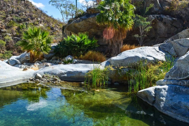  Oasis