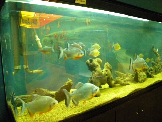  aquarium 