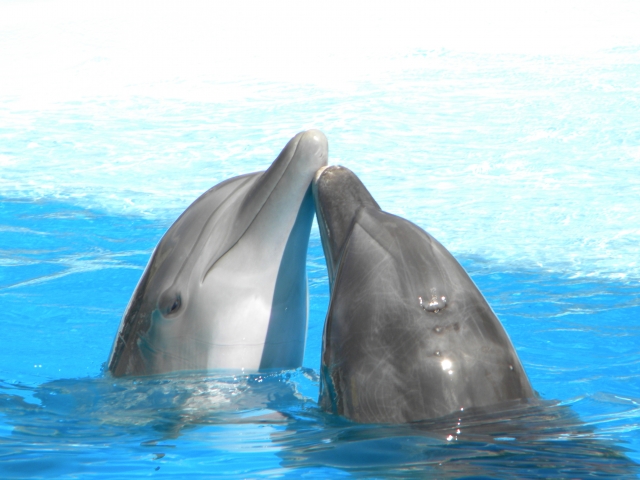  dolphin kiss 