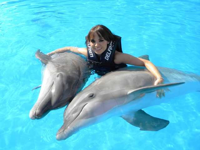  swim with dolphins 