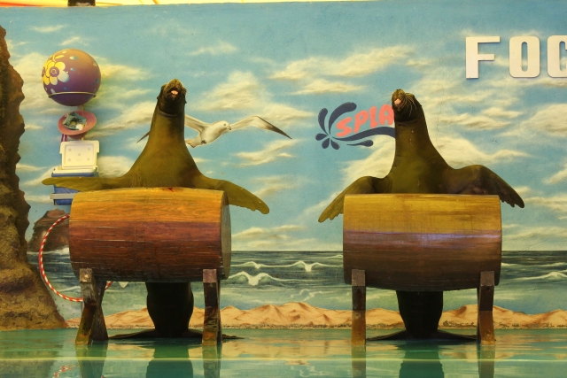  sea lion show 