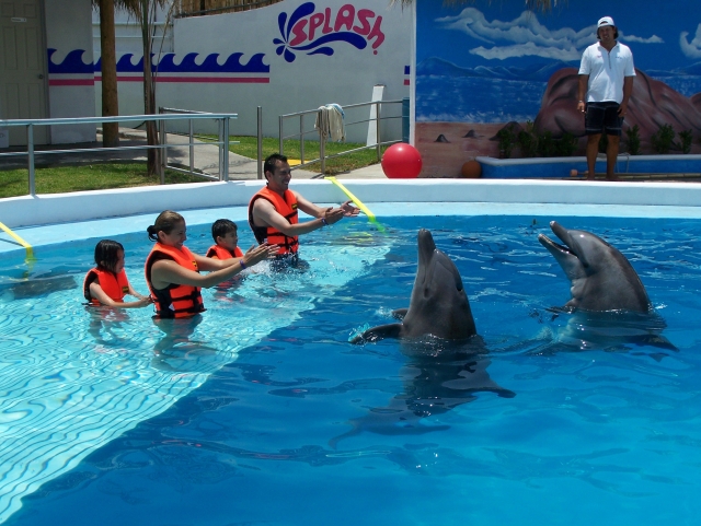 animal show 