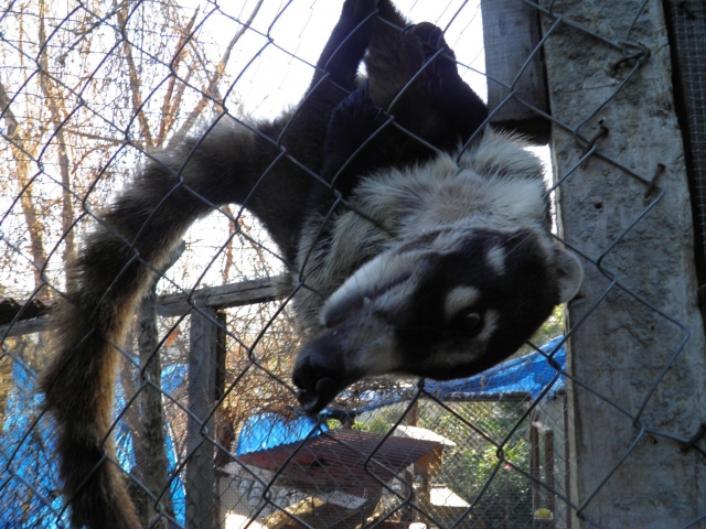  Zoo 