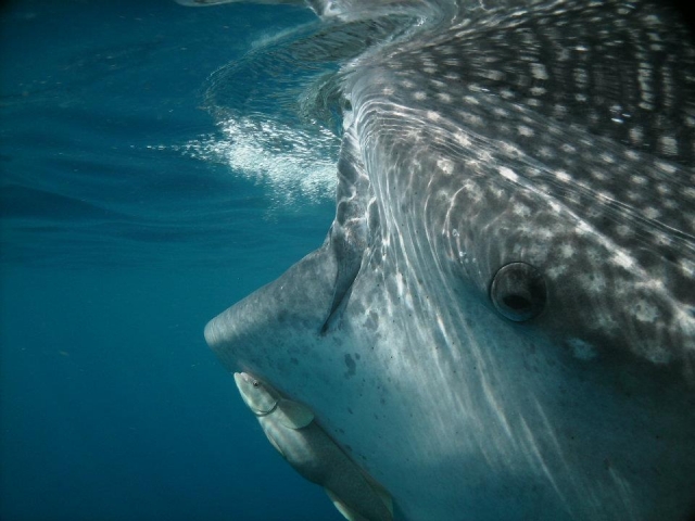  Requin baleine 