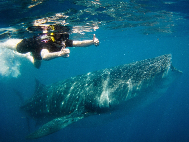  Posant avec le requin baleine 