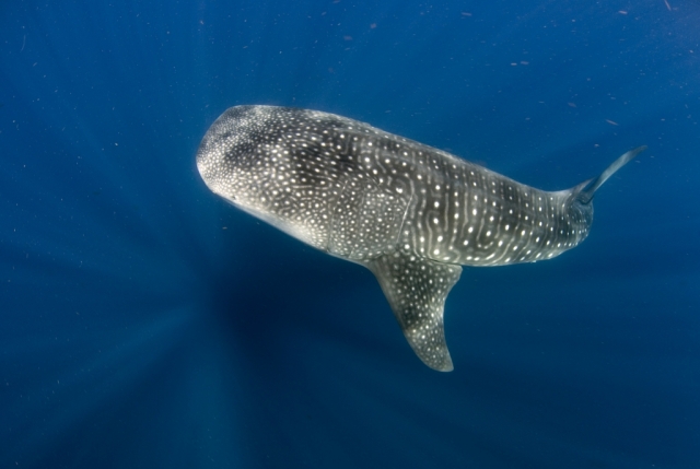  Requin baleine 