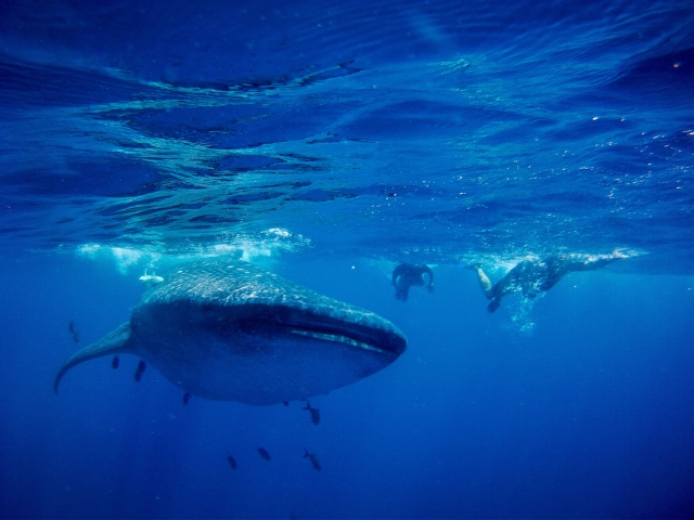  Requin baleine 