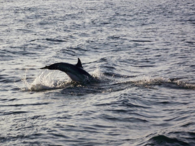  dolphin tail