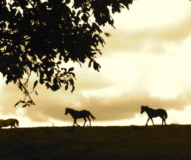 Caballos en Tilostoc