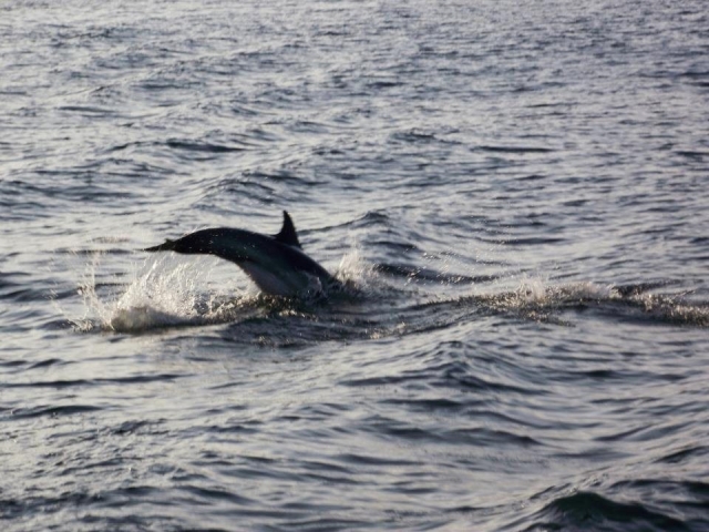 mancha de Delfines en trayecto.