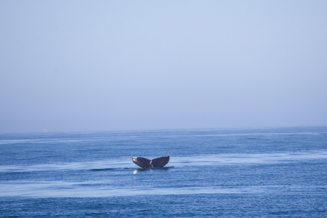 Cola de ballena
