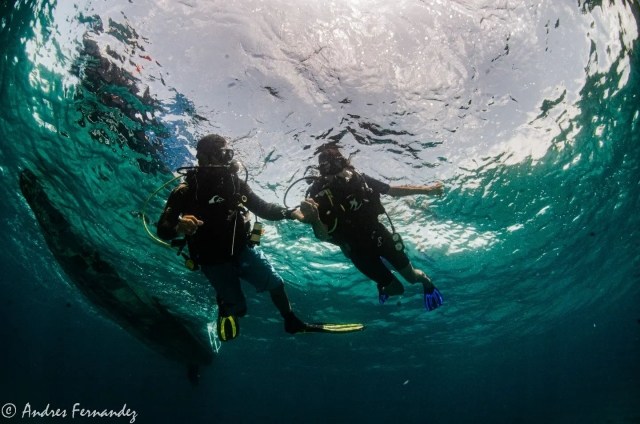  Starting diving 