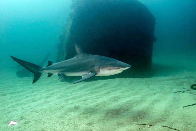  Rencontrez le requin 