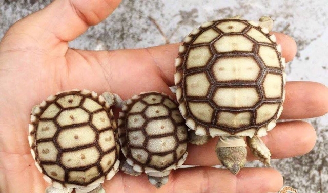 Conheça as tartarugas 