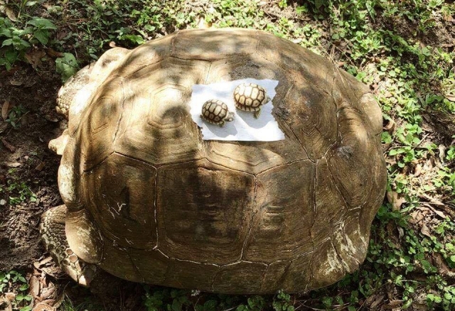  Vendo todos os animais