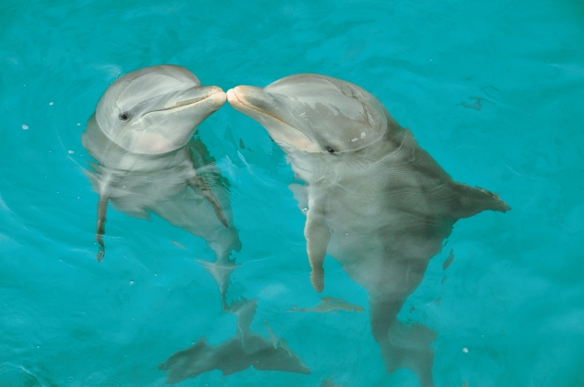  Amore dei delfini 