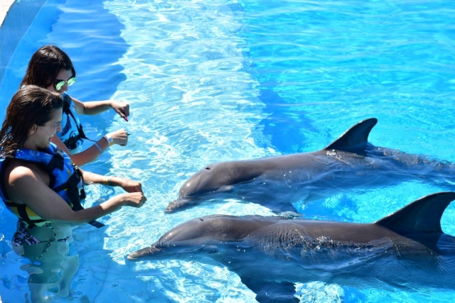Happy with the dolphins 