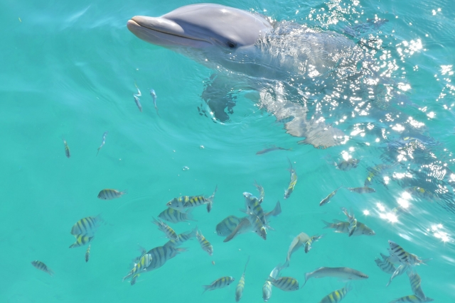  Marine life in the dolphinarium