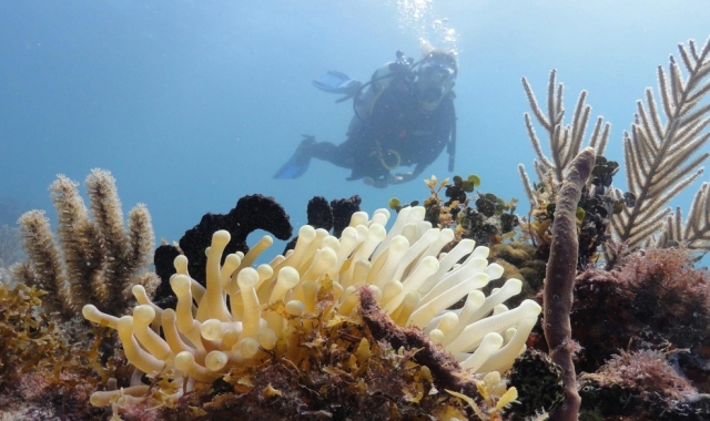 Diving in reefs 