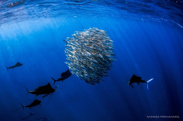  Groups of fish