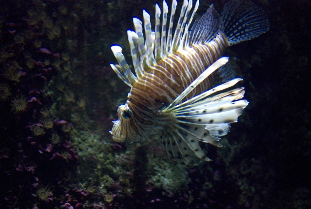  Rotfeuerfisch 