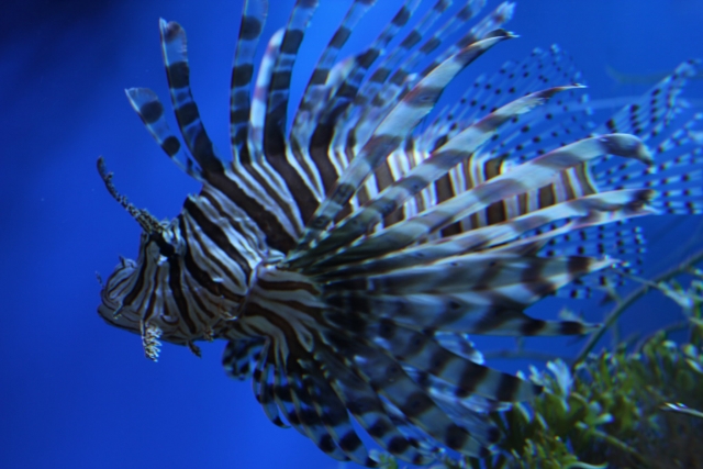  Wunderschöner Rotfeuerfisch 