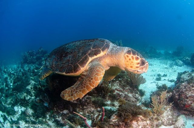  Tartarugas marinhas