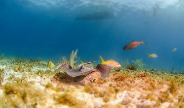  swimming with fish 