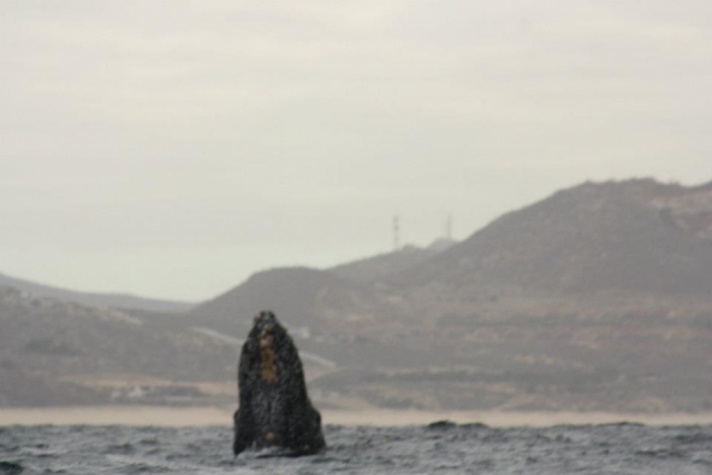 Ballenas grises