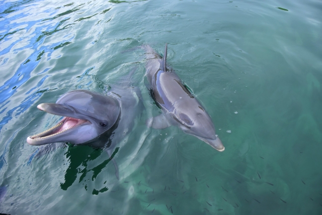  expérience avec les dauphins
