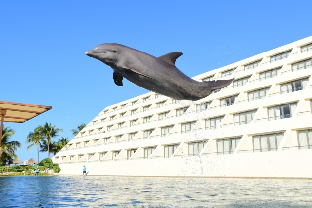  sauter avec les dauphins 