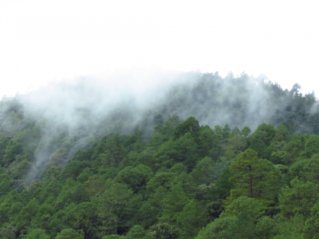  neblina na floresta 