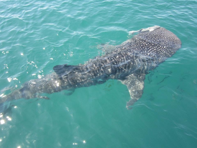  snorkeling con gli squali 