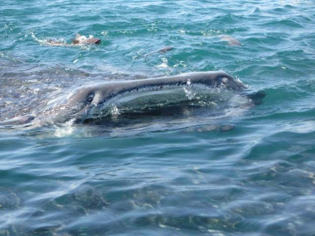  Squalo balena