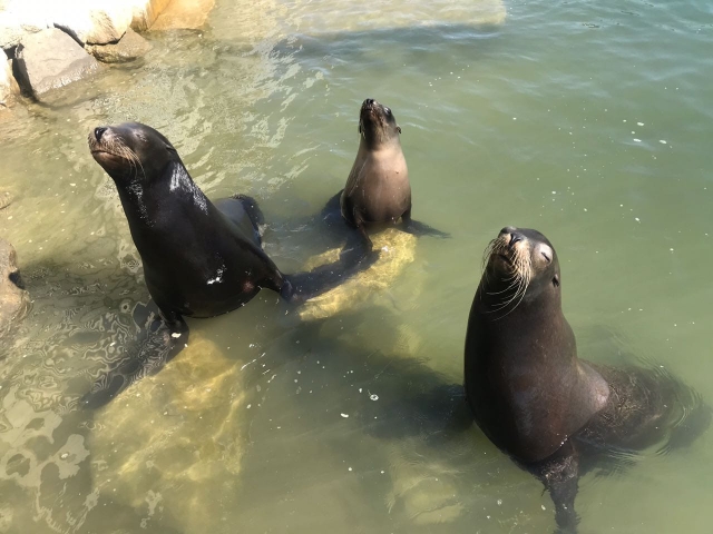  focas lúdicas 